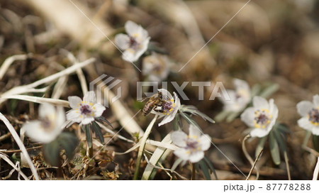 セツブンソウの蜜を吸うニホンミツバチ 87778288