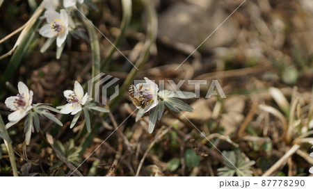 セツブンソウの蜜を吸うニホンミツバチ セツブンソウの蜜を吸うニホンミツバチ 87778290