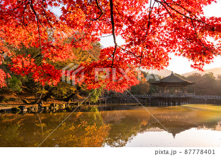 《奈良県》紅葉と浮見堂・秋の奈良公園 87778401
