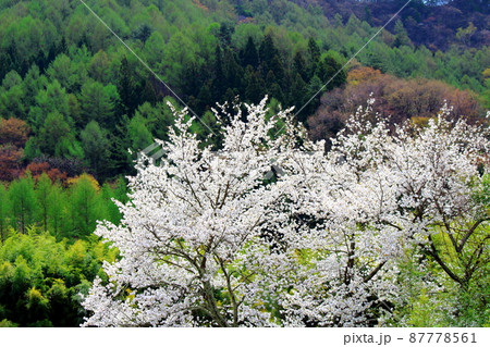 桜と竹林 美しき桜の花 花と植物が織りなす色紙 桜と竹林 美しき桜の花 花と植物が織りなす色紙 87778561
