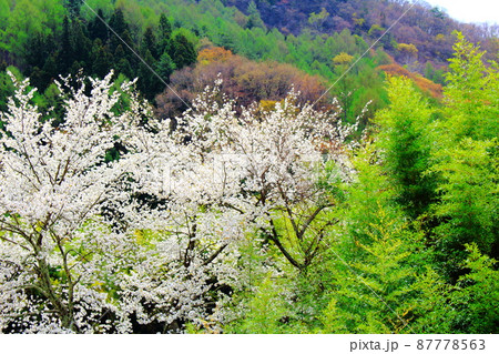 桜と竹林 美しき桜の花 花と植物が織りなす色紙 桜と竹林 美しき桜の花 花と植物が織りなす色紙 87778563