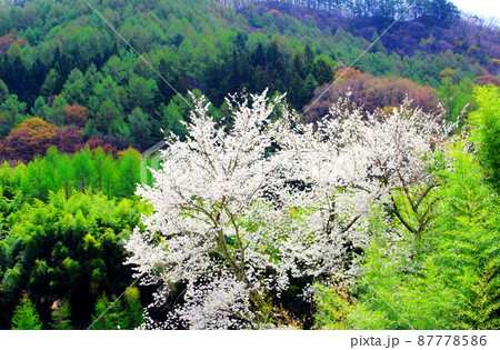 桜と竹林　　        美しき桜の花　　花と植物が織りなす色紙　 87778586