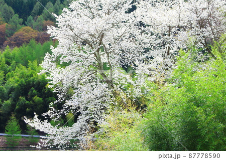 桜と竹林 美しき桜の花 花と植物が織りなす色紙 桜と竹林 美しき桜の花 花と植物が織りなす色紙 87778590