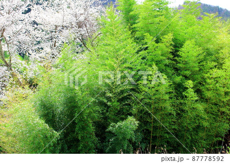 桜と竹林 美しき桜の花 花と植物が織りなす色紙 桜と竹林 美しき桜の花 花と植物が織りなす色紙 87778592