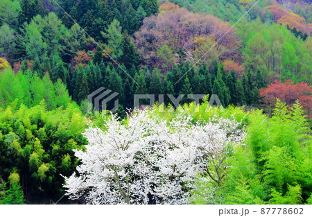 桜と竹林 美しき桜の花 花と植物が織りなす色紙 桜と竹林 美しき桜の花 花と植物が織りなす色紙 87778602