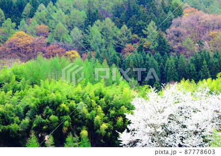 桜と竹林　　        美しき桜の花　　花と植物が織りなす色紙　 87778603