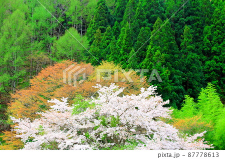 桜と竹林　　        美しき桜の花　　花と植物が織りなす色紙　 87778613