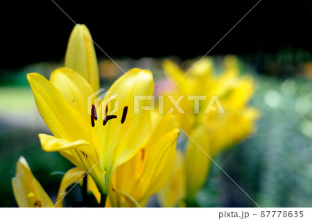 いつか見た百合の花 いつか見た百合の花 87778635