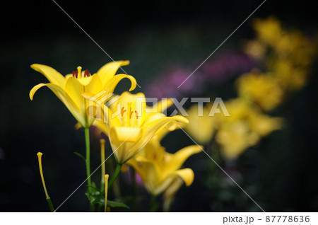いつか見た百合の花 いつか見た百合の花 87778636