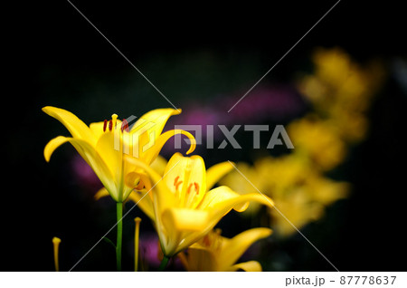 いつか見た百合の花 87778637