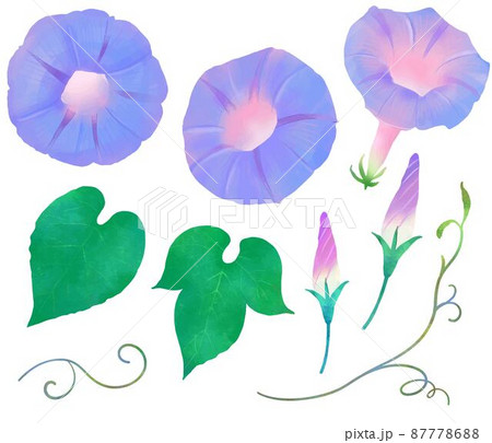 薄紫色の美しいあさがおの花とつぼみと葉っぱとつたの水彩画風夏イメージイラストセット素材 87778688