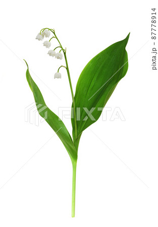 Green leaves and small flowers of Lily of the valley isolated 87778914
