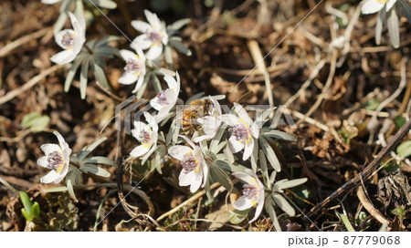 セツブンソウの蜜を吸うセイヨウミツバチ セツブンソウの蜜を吸うセイヨウミツバチ 87779068