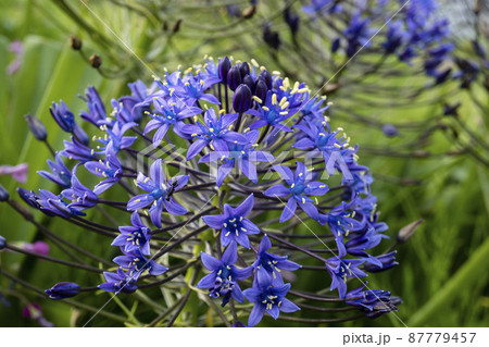 オオルツボの花【シラー・ぺルビアナ】／キジカクシ科・ルツボ属 87779457