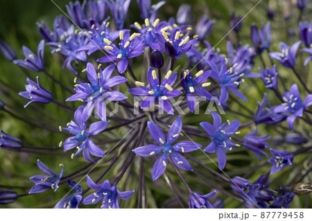 オオルツボの花をクローズアップ【シラー・ぺルビアナ】/キジカクシ科・ルツボ属 オオルツボの花をクローズアップ【シラー・ぺルビアナ】/キジカクシ科・ルツボ属 87779458