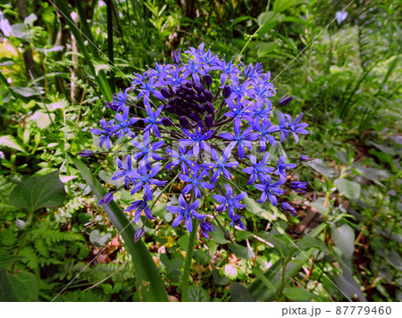 鮮やかなオオルツボの花【シラー・ぺルビアナ】/キジカクシ科・ルツボ属 鮮やかなオオルツボの花【シラー・ぺルビアナ】/キジカクシ科・ルツボ属 87779460