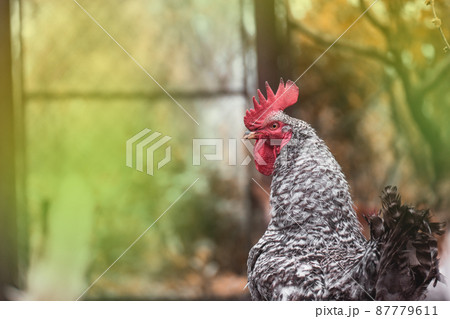 Motley rooster on a blurry background. 87779611
