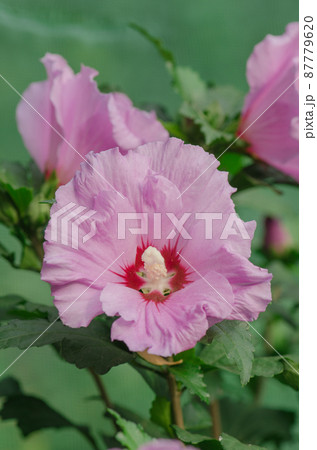 Pink hibiscus flowering on green grass landscape Pink hibiscus flowering on green grass landscape 87779620