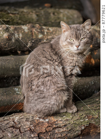 Nice cat on the ground Nice cat on the ground 87779621