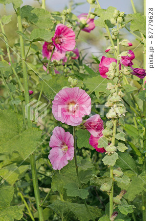 Pink hollyhock are blooming. Alcea rosea growth Pink hollyhock are blooming. Alcea rosea growth 87779628
