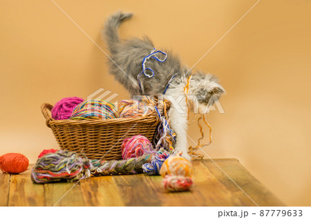 Cute cat with colorful wool yarn balls Cute cat with colorful wool yarn balls 87779633