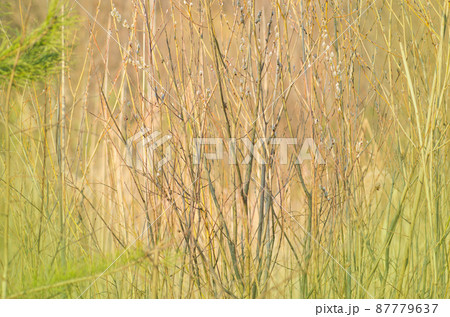 Spring flowering branches of willow on green background Spring flowering branches of willow on green background 87779637