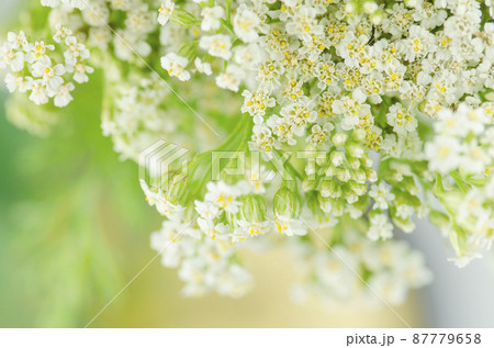 White Yarrow flower. Achillea millefolium with white flowers 87779658