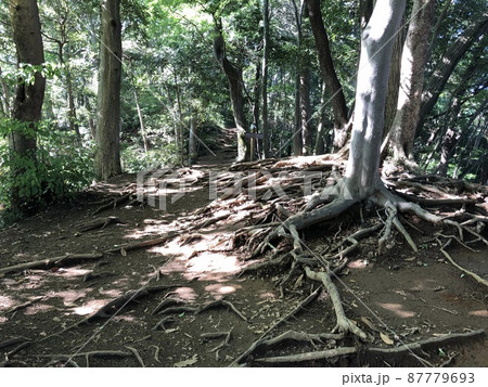 高尾山登山道の木の根 高尾山登山道の木の根 87779693