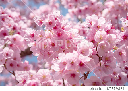 Blossoming cherry flower with blue sky background. Sign of spring Blossoming cherry flower with blue sky background. Sign of spring 87779821