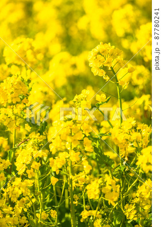 満開の菜の花畑・春イメージ 満開の菜の花畑・春イメージ 87780241