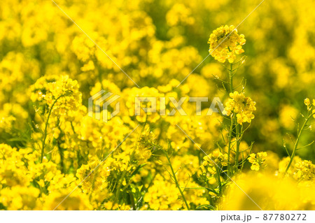 満開の菜の花畑・春イメージ 87780272