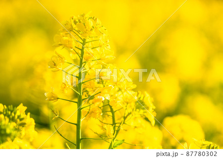 満開の菜の花畑・春イメージ 87780302