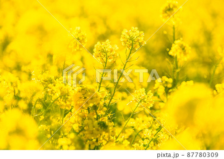 満開の菜の花畑・春イメージ 87780309