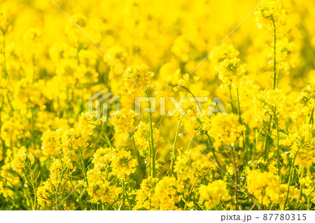 満開の菜の花畑・春イメージ 87780315