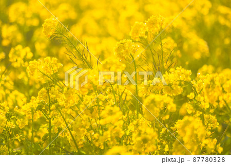 満開の菜の花畑・春イメージ 87780328
