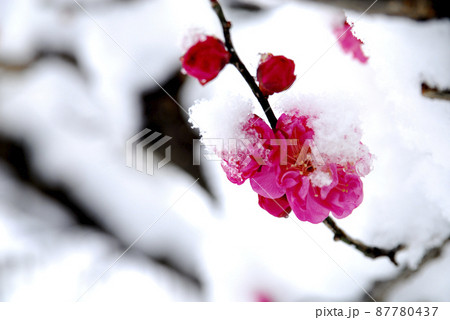 雪と梅 87780437