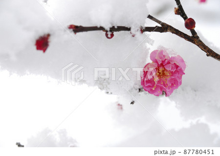 雪と梅 雪と梅 87780451