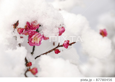 雪と梅 87780456