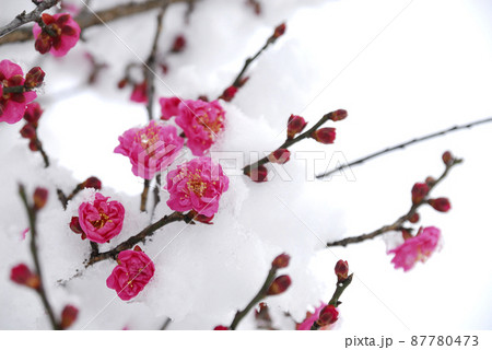 雪と梅 雪と梅 87780473
