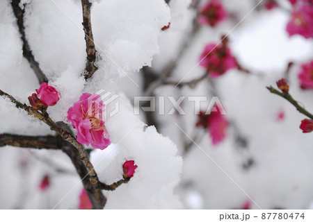 雪と梅 87780474