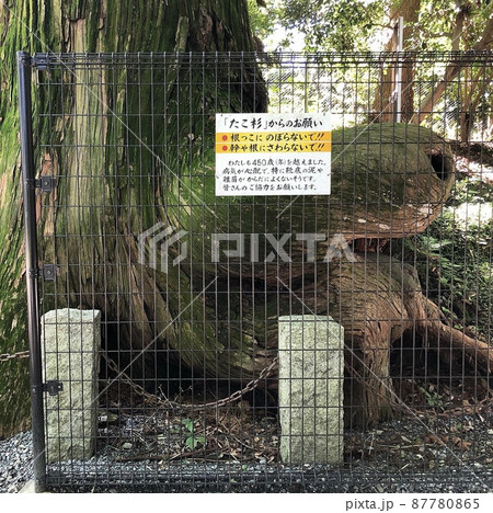 高尾山　たこ杉 87780865