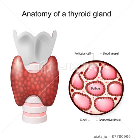 Anatomy of a thyroid gland. Close-up of thyroid Follicle structure with Follicular cell, C-cell, and Connective tissue. Vector illustration Anatomy of a thyroid gland. Close-up of thyroid Follicle structure with Follicular cell, C-cell, and Connective tissue. Vector illustration 87780906