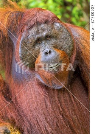 Orangutan, Tanjung Puting National Park, Borneo Orangutan, Tanjung Puting National Park, Borneo 87780907
