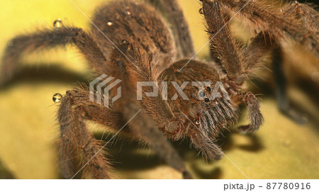 Spyder, Sierra de Guadarrama National Park, Spain Spyder, Sierra de Guadarrama National Park, Spain 87780916