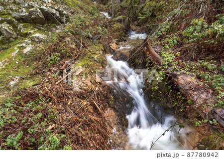 Mountain River, Scot Pine Forest, Guadarrama National Park, Spain. 87780942