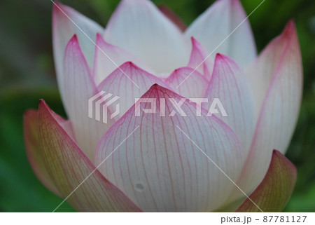 美しい花脈の蓮の花のクローズアップの写真素材 [87781127] - PIXTA