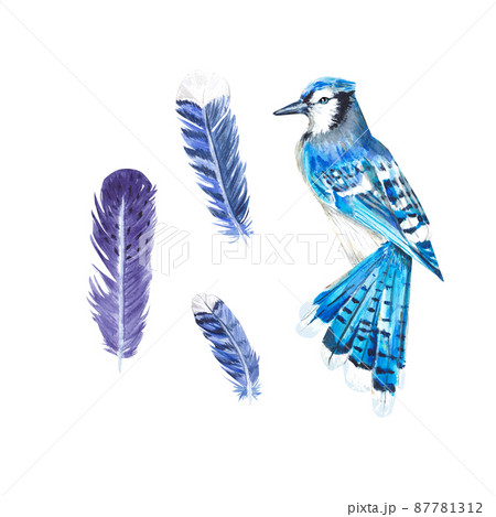 Bird Clipart-blue jay songbird with blue plumage