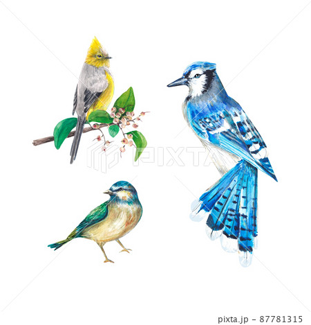 Blue Jay Bird Clip Art Set