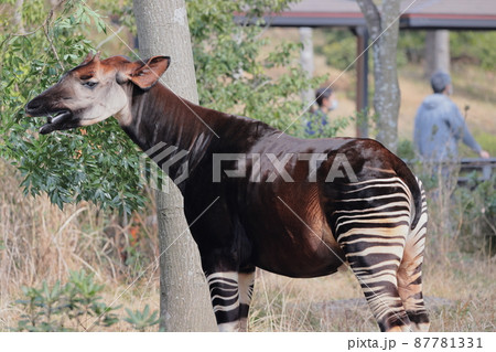 オカピ オカピ 87781331