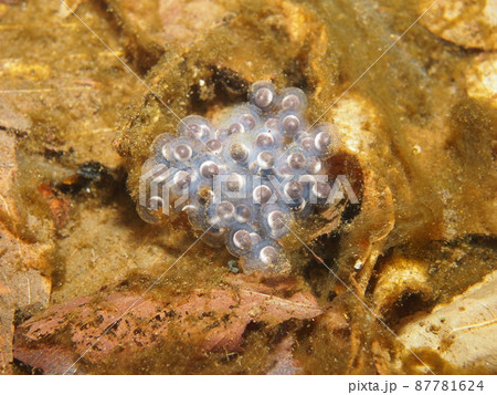 ナガレタゴガエルの卵 87781624